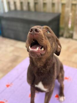 Doberman Pinscher and Labrador Retriever Dogs Available for Adoption in Sebastian, Florida - Nova | PetCurious