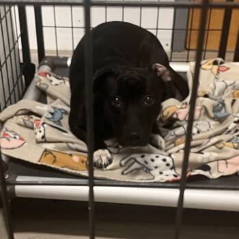 Mixed Breed Dogs Available for Adoption - Kasmar | PetCurious