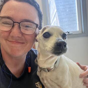 Macey -  Chihuahua Dog for Adoption in West Jefferson, Ohio - Macey | PetCurious