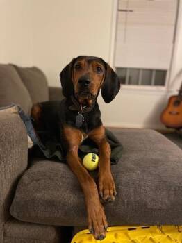 Merle -  Bluetick Coonhound Dog for Adoption in Mocksville, North Carolina - Merle | PetCurious
