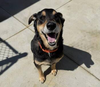 Skipper -  Mixed Breed Dog Available for Adoption in Warren, Ohio - Skipper | PetCurious