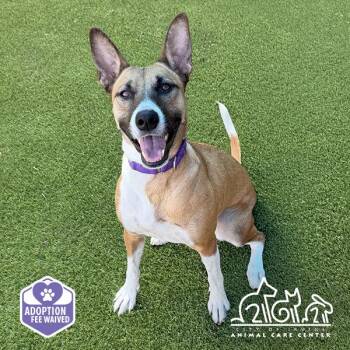 DAISY MAY -  German Shepherd Dog and Basenji Dog for Adoption in Irvine, California - DAISY MAY | PetCurious