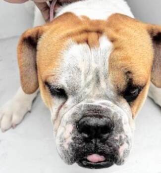 American Bulldog Dogs Available for Adoption in Houston, Texas - A654710 | PetCurious