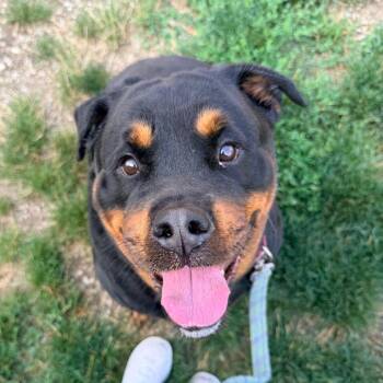 Sky -  Rottweiler Dog for Adoption in Champaign, Illinois - Sky | PetCurious