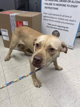 Rescue Pit Bull Terrier and Mixed Breed Dogs for Adoption in Stockton, California - CORALINE | PetCurious