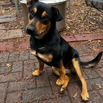 Australian Kelpie and Collie Dogs Available for Adoption in Minneapolis, Minnesota - Kenzie | PetCurious
