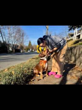 Mixed Breed Dogs Available for Adoption in Chamblee, Georgia - Tirax - IN FOSTER | PetCurious