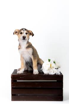 German Shepherd Dog Dogs Available for Adoption in Brighton, Colorado - 345-26 | PetCurious