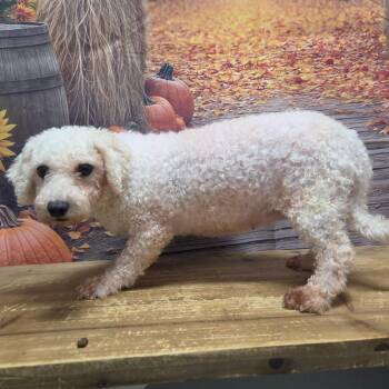 Milly -  Bichon Frise Dog for Adoption in Normal, Illinois - Milly | PetCurious