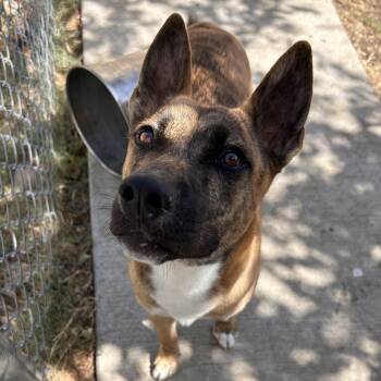 Lottie -  Dutch Shepherd Dog for Adoption in The Colony, Texas - Lottie | PetCurious