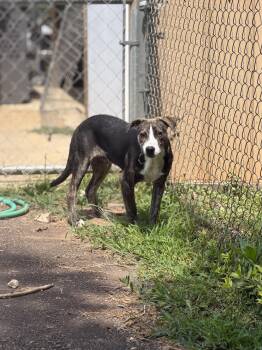 Ricky -  Mixed Breed Dog for Adoption in Elberton, Georgia - Ricky | PetCurious
