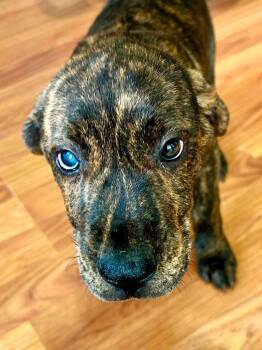 Bentley -  Mixed Breed Dog for Adoption in Taycheedah, Wisconsin - Bentley | PetCurious