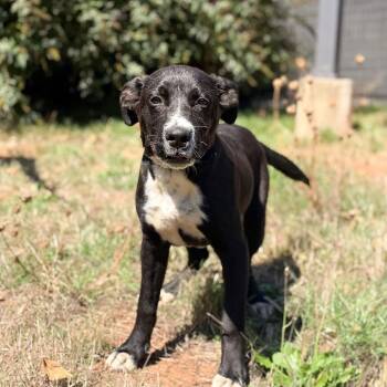 Daniel -  Catahoula Leopard Dog and Mixed Breed Dog for Adoption in Golden, Colorado - Daniel | PetCurious