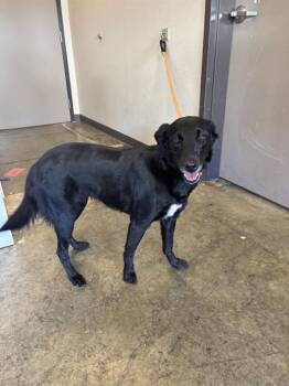 BENITO -  Border Collie and Mixed Breed Dog for Adoption in Ontario, California - BENITO | PetCurious