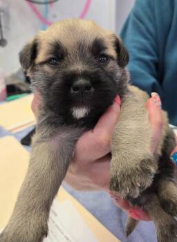 Spanky -  Terrier Dog for Adoption in Brookings, Oregon - Spanky | PetCurious