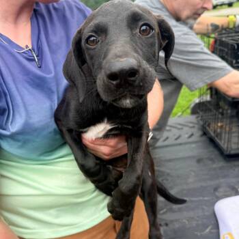 Trudy -  Mixed Breed Dog for Adoption in Corinth, Mississippi - Trudy | PetCurious