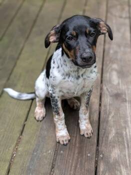 Korra -  Labrador Retriever and German Shorthaired Pointer Dog for Adoption - Korra | PetCurious
