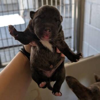 Kandy -  Plott Hound and Mixed Breed Dog for Adoption in Buchanan Dam, Texas - Kandy | PetCurious