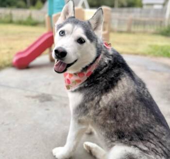 Rylee -  Siberian Husky Dog for Adoption in Manhattan, Kansas - Rylee | PetCurious