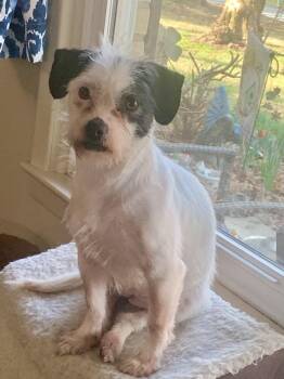 Wirehaired Terrier and Chihuahua Dogs Available for Adoption - Jovie | PetCurious