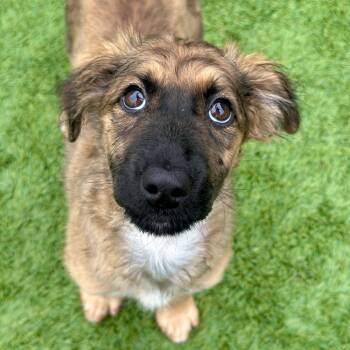 Kirsten -  Mixed Breed Dog for Adoption in Matteson, Illinois - Kirsten | PetCurious