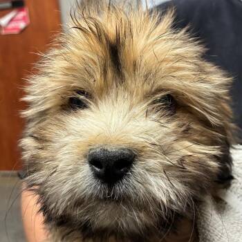 Terrier and Mixed Breed Dogs Available for Adoption in Yuma, Arizona - Tootsie | PetCurious