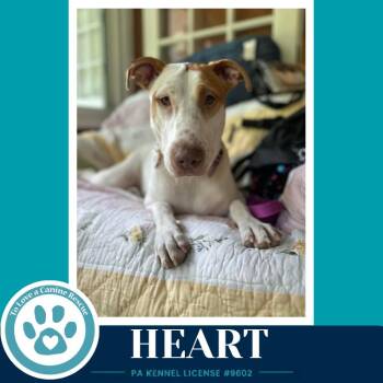 Heart 071826 -  Labrador Retriever and Pointer Dog for Adoption in Kimberton, Pennsylvania - Heart 071826 | PetCurious