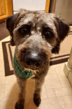 Junie B -  Poodle Dog for Adoption - Junie B | PetCurious