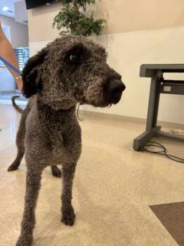 Rescue Poodle and Australian Shepherd Dogs for Adoption in Guntersville, Alabama - Georgette | PetCurious