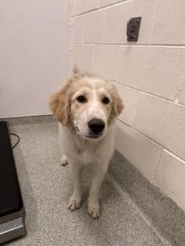 Great Pyrenees and Mixed Breed Dogs Available for Adoption in Loveland, Colorado - BUDDY | PetCurious