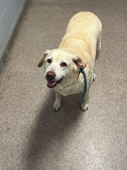 Thelma / Bella -  Labrador Retriever Dog for Adoption in Troy, Ohio - Thelma / Bella | PetCurious