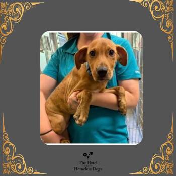 Tom -  Terrier and Hound Dog for Adoption in Cumberland, Rhode Island - Tom | PetCurious