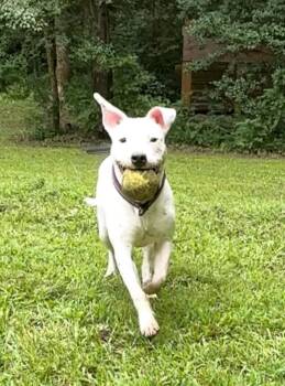 Rescue American Staffordshire Terrier and American Bulldog Dogs for Adoption in Catawba, North Carolina - Piper | PetCurious