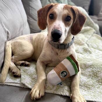 Basset Hound Dogs Available for Adoption in Austin, Texas - Aviva | PetCurious