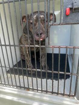 DJ -  Pit Bull Terrier Dog for Adoption in Mobile, Alabama - DJ | PetCurious