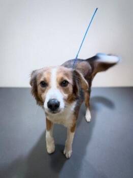 Crash -  Border Collie and Australian Shepherd Dog for Adoption in Sullivan, Indiana - Crash | PetCurious