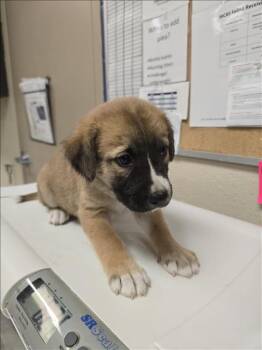 Rescue German Shepherd Dog and Siberian Husky Dogs for Adoption in Conroe, Texas - A420997 | PetCurious