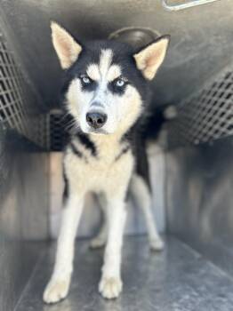 Rescue Husky Dogs for Adoption in Victorville, California - Axel #5280 (402) | PetCurious
