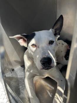 Rescue Pit Bull Terrier Dogs for Adoption in Dallas, Texas - SCAREFACE | PetCurious