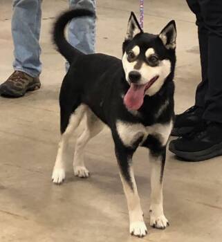 Onna -  Shiba Inu Dog for Adoption in Tulsa, Oklahoma - Onna | PetCurious