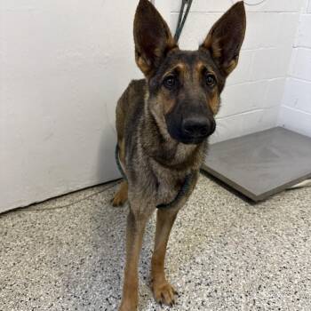 German Shepherd Dog Dogs Available for Adoption in Hattiesburg, Mississippi - Little Dipper | PetCurious