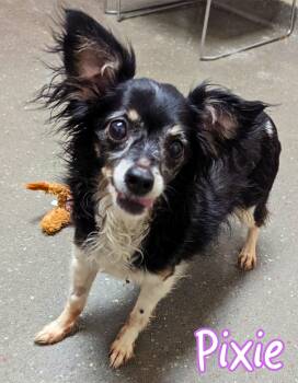 Rescue Chihuahua Dogs for Adoption in Valparaiso, Indiana - Pixie | PetCurious