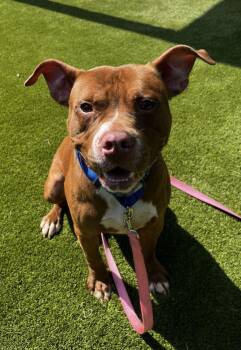Ares -  Mixed Breed Dog for Adoption in Alexandria, Virginia - Ares | PetCurious