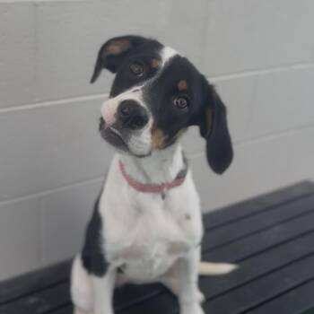 Dot -  Hound and Beagle Dog for Adoption in Independence, Kansas - Dot | PetCurious