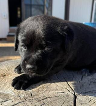 Basset Hound and Mixed Breed Dogs Available for Adoption in Severance, Colorado - Walter Jr | PetCurious
