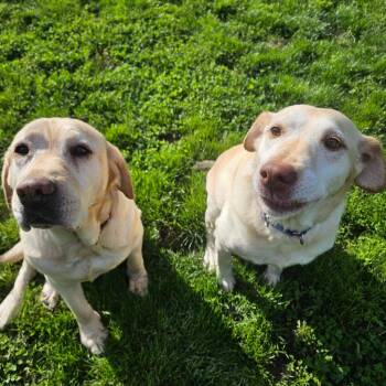 Yellow Labrador Retriever Dogs Available for Adoption in Sinking Spring, Pennsylvania - Cindy Lou | PetCurious
