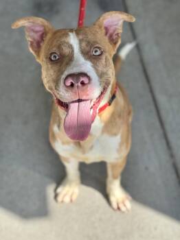 Bruce -  Pit Bull Terrier and Australian Cattle Dog Blue Heeler Dog for Adoption in Benton Harbor, Michigan - Bruce | PetCurious