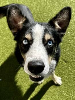 Rescue Mixed Breed Dogs for Adoption in Wichita, Kansas - Mr. Bouncy Ears | PetCurious
