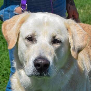 Great Pyrenees and Yellow Labrador Retriever Dogs Available for Adoption in Huntley, Illinois - Goliath | PetCurious