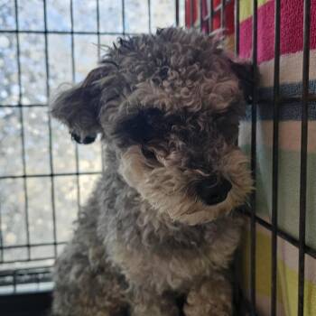 Olive -  Cockapoo Dog for Adoption in Normal, Illinois - Olive | PetCurious